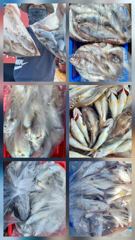 오늘의조황 - 8월9일 만선호 왕백조기 출조 조황 - 마검포 만선호 사진
