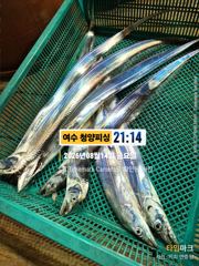[여수,광양] 여수 청양피싱 8월16일 입항조황입니다.