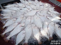 ▶▶ 8/15. 군산. 뉴-발리호. 광어~생미끼! 조황. (야간 문어 모집중) 사진