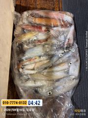 제주8화원호 폭우속  왕갈치 조황 사진