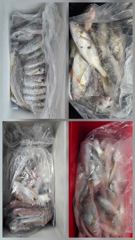 15일 파워피싱호 백조기 부세 출조 조황입니다 사진