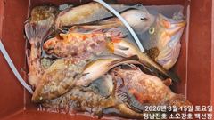 강진마량 백선장 붉바리외수질 조황 소식입니다 사진