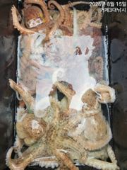 (문어)사량도 두자릿수 두분~마릿수 살아납니다~3대호(18일 예약) 사진