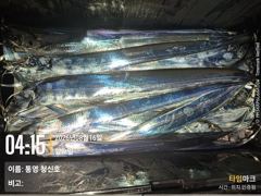 [통영] [통영청신호]내일(월)예약가능/먼바다왕갈치 내일부터 다시도전~~…