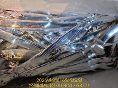 [진해] 내만칼치ㅡ바글바글,루어,메탈,텐빈 가리지 않고 퍽퍽퍽(오늘예약가… 사진