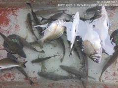 (흘림)참돔 부시리 널렸고 감성돔 진입 확인~대어낚시(17일 예약) 사진