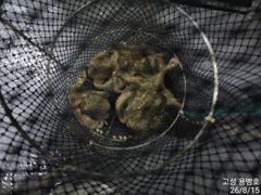 [고성] 토요일 사량도 어장줄 조황 입니다.월요일 출항 합니다. 사진