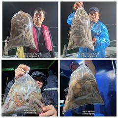 8월 15일 야간 돌문어 조황!! 오늘 야간에도 출조 확정!! 사진