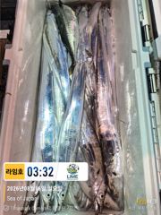 [통영라임호] 8월 16일 입항  조황 ! 다음주는갈치대박이다 ㅋㅋ 사진