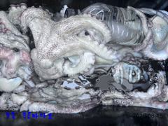 녹동 푸른바다호 8월 15일 문어 조항 알려 드립니다.