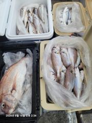 백조기조황 - 8/16 백조기,참돔 쿨러조황 - 무창포 수지호 수지배낚시 사진