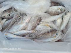 백조기조황 - 8/12 쿨러조황 - 무창포 수지호 수지배낚시 사진