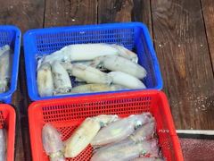 [고성] 무늬팁런 우천속 초보 조사님들의 굿 조항 사진