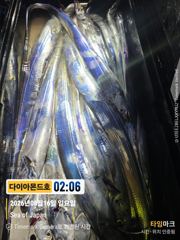 비바람에도 대박 은빛갈치 바글바글~ 예약가능! 전화주세요~ 사진