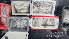 조황정보 - 8/16 백조기 조황 - 무창포선상낚시 사진