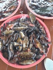 삼천포 물새호 내일문어 예약중입니다 사진