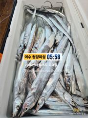 여수 청양피싱 8월16일 입항조황입니다.