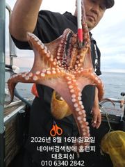 군산 대호피싱 야간 문어낚시 대박치고 있네요  사진