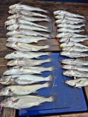 [격포 새천년호] 8,15 민어 92센치까지 나왔습니다ᆞ ㆍ 사진