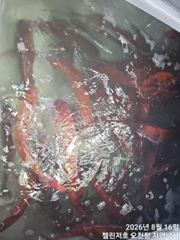 첼린저호 참돔. 굿.굿조황 사진