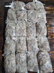 8월16일 굿 대박 조황..장원27수 군산홈런호 야간 문어 마무리 조황 입니다.조사님들 수고 하셨습니다! 사진