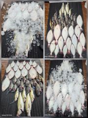 전체조황 - 8월16일 대농어 조황 - 인천 연안부두 칸피싱, 루어, 침선, 생활낚시 전문