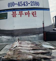 조황정보 - [격포블루마린호] 8/15 외수질 조황 - 격포 와따피싱,배낚시,선상낚시 사진