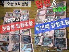 [부산] 부산 무늬오징어 여기저기 퍽퍽합니다 (화요일부터~ 쭉!!) 사진