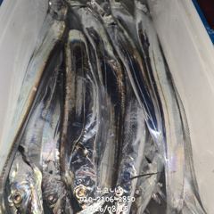 준내만갈치 월요일 출항합니다 예약가능 사진