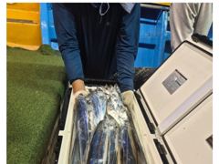 오늘 갈치 출조 자리 있습니다.여수 아라피싱 당일 예약가능 사진