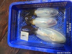 [포항] 해마호 야간무늬오징어 팁런조황 굿! 사진