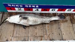16일 격포 개우럭호(구빅터호)주간민어.야간우럭 풍성한 조황!^^ 사진