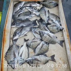 선상 감성돔 찌낚시 조황입니다. 사진
