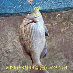 [부산] 생도선상 청일호 수요일부터 출조합니다