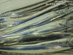 거제 뉴 진성호 야간 외줄 칼치 출조 안내입니다 사진