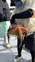 [사천] 사천팔포피싱 문어 갇이 출조 하실분 주중 주말예약 미리미리 예약…