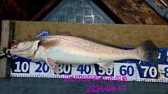 오늘의 조황 - 8월17일! 대물민어사냥! 싸이즈굿굿! - 군산 탑피싱,배낚시,바다낚시 사진