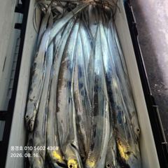 [진해] <<내만갈치>>물반 고기반 만쿨조황 폭발적인 입질 굿