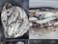 <자연호> 백조기 마무리 굿 조황(17일)- 사진