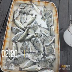 병산  감성돔,농어 마리수 선외기 비속의흘림조황~~ 사진