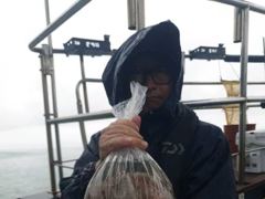 삼천포 돌문어 살아나나요 내일자리습니다 사진