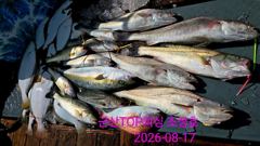 오늘의 조황 - 8월17일! 대물민어사냥! 최종조황! - 군산 탑피싱,배낚시,바다낚시 사진