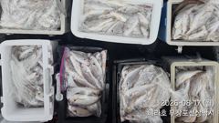 조황정보 - 8/17 백조기 조황 - 무창포선상낚시 사진