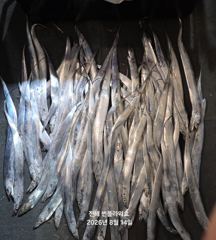 [진해] <내만 갈치> 갈치사냥~ 마릿수 도전~~화,수,목~예약가능 사진