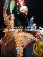 8월17일 군산 홈런호 야간 문어 15명 조사님들과 출항 하였습니다.준수한 사이즈 문어들 올라와 줍니다. 실시간 구경들 하세요. 사진