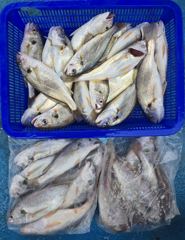오늘의조황 - 백조기 조황 - 오이도 빨강등대호,배낚시 전문 사진