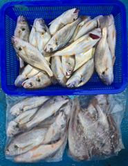 백조기조황 사진