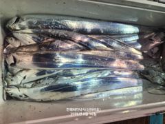 [진해] 신아라호 갈치텐빈 조황