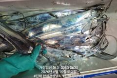준내만 4지급 텐빈 은빛 갈치 마릿수 쿨러 가득 조황 내일부터 쭉 예약가능 사진