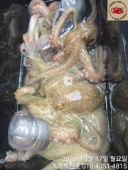오늘문어도 그럭저럭 잘나오네요 사진